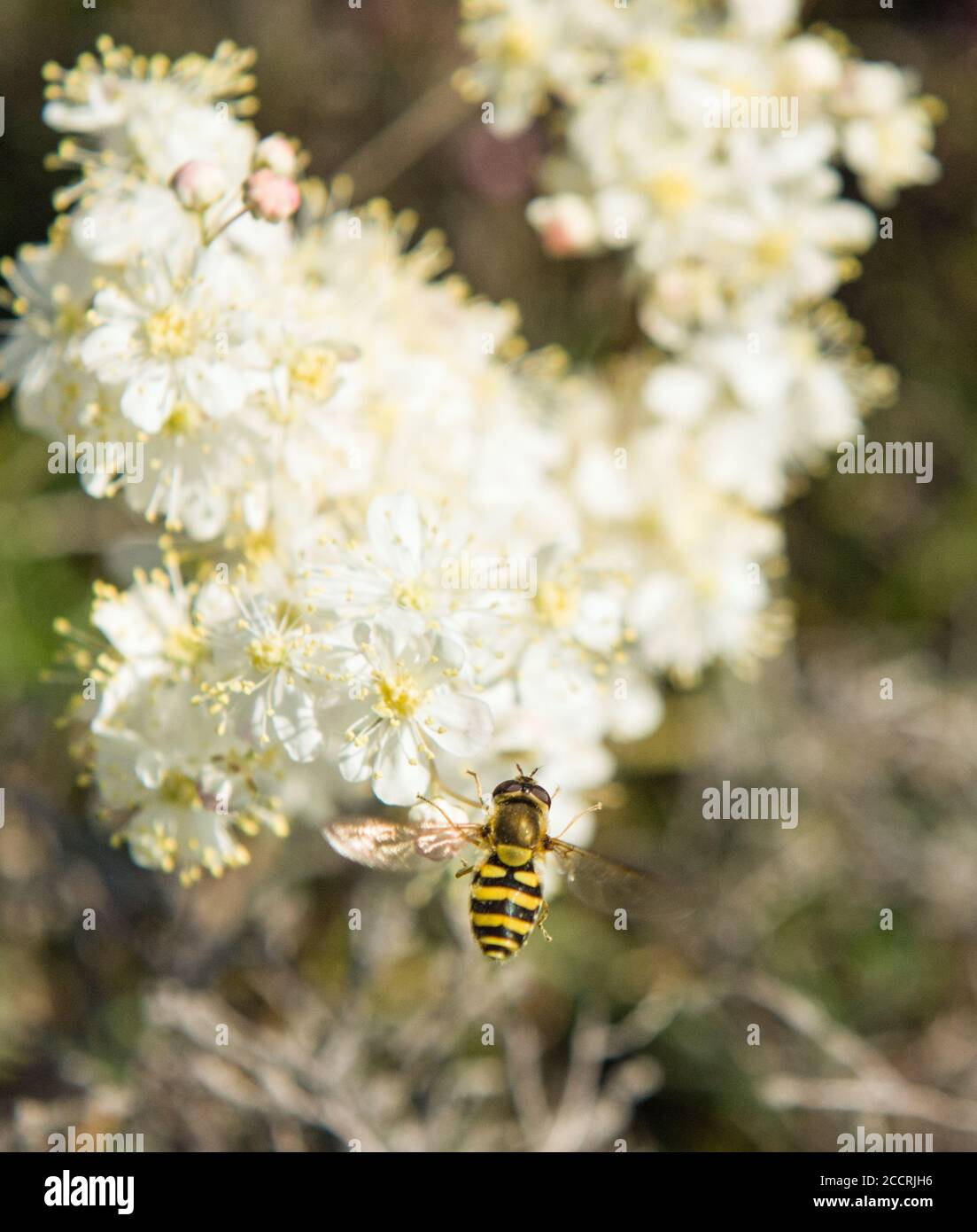 Le scout d'Hoverfly commun cicatrice Lake District Banque D'Images
