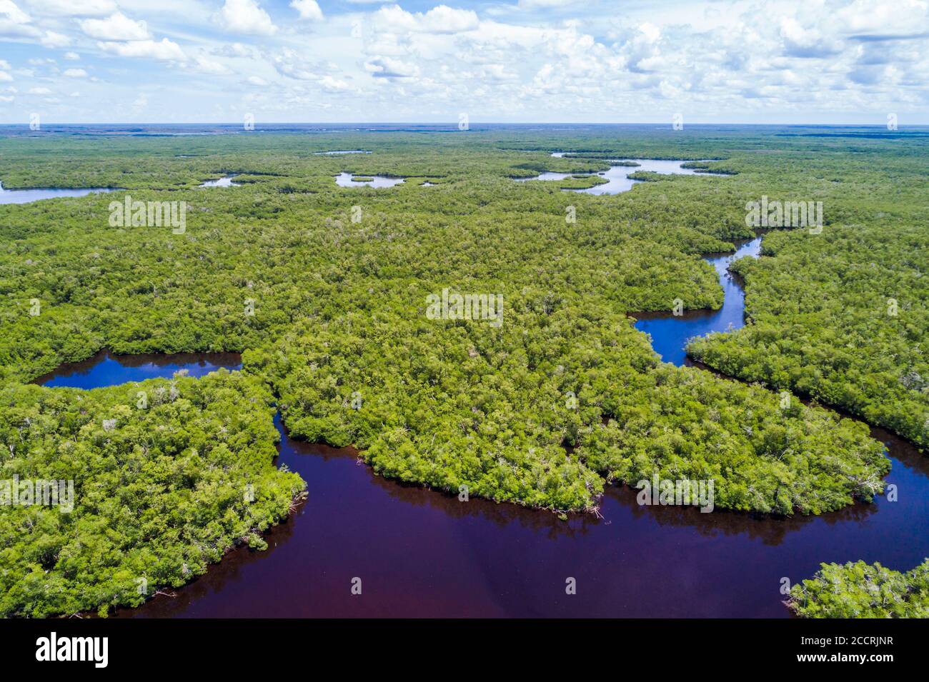 Everglades City Florida, réserve nationale Big Cypress, Lake Placid, vue aérienne aérienne sur les oiseaux au-dessus, îles de mangroves, les visiteurs voyagent à tou Banque D'Images