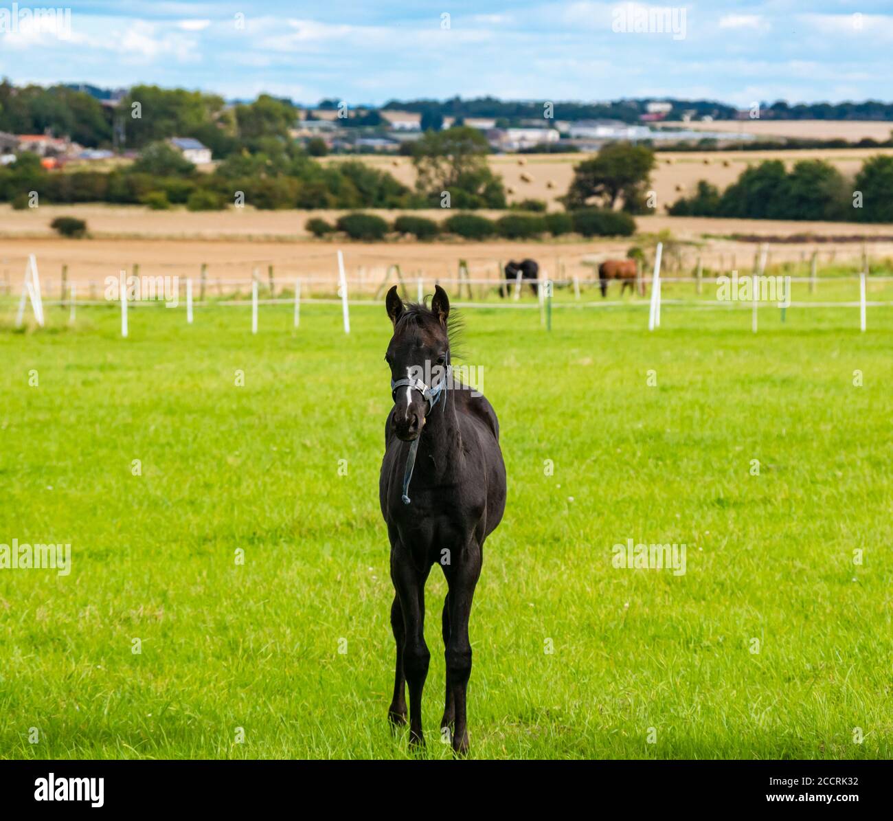 Mousse noire, plusieurs mois, dans un champ de graminées, Écosse, Royaume-Uni Banque D'Images