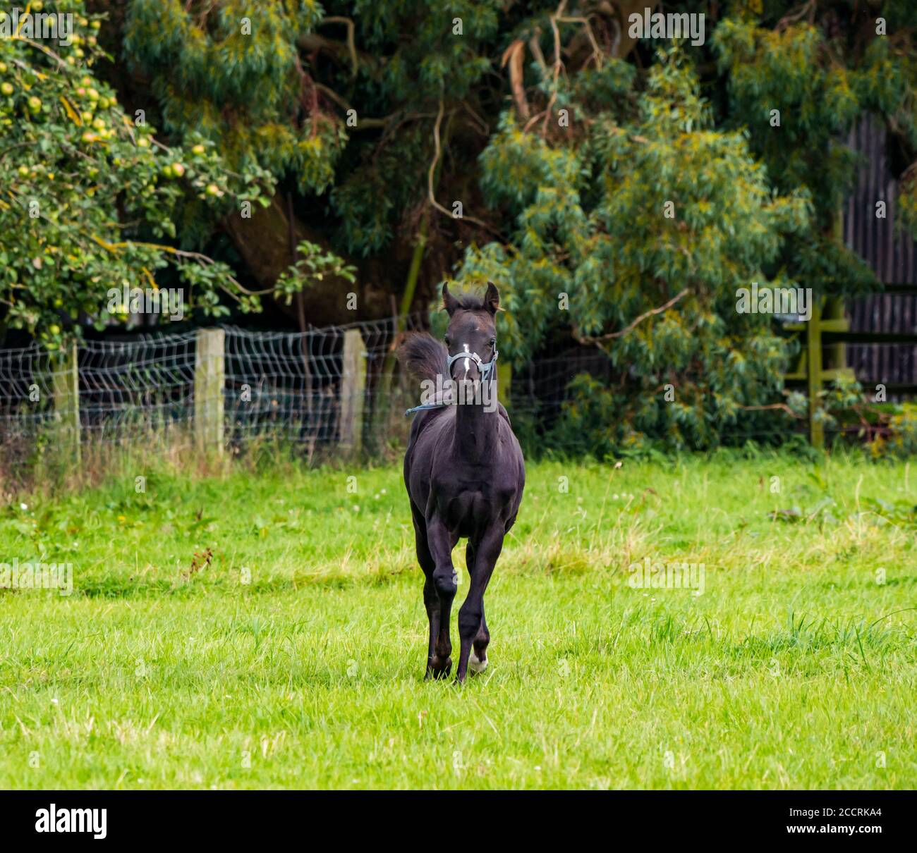 Mousse noire, plusieurs mois, dans un champ de graminées, Écosse, Royaume-Uni Banque D'Images