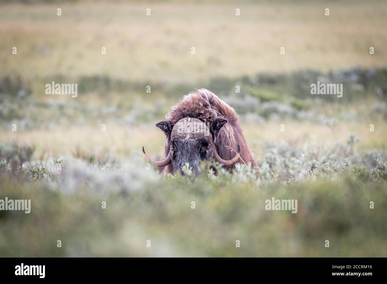 DOMBAAS, NORVÈGE - 2018 AOÛT 01.The big Musk Ox me regarde au parc national de Dovre. Banque D'Images