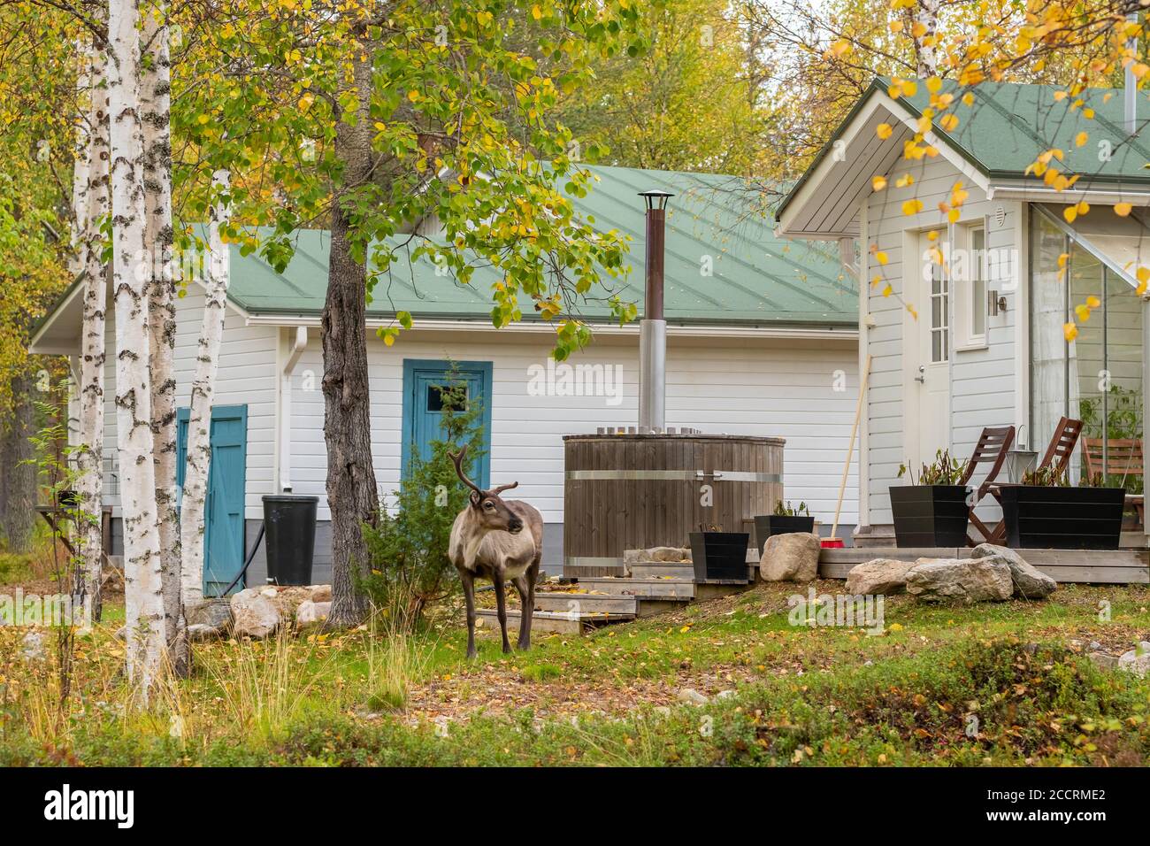 Renne sauvage à l'arrière-cour de la maison de campagne finlandaise avec petit sauna extérieur Banque D'Images