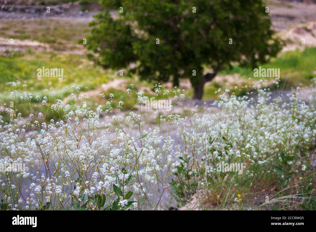 Fleurs blanches à côté d'une route rurale près d'Ardabil, Iran Banque D'Images