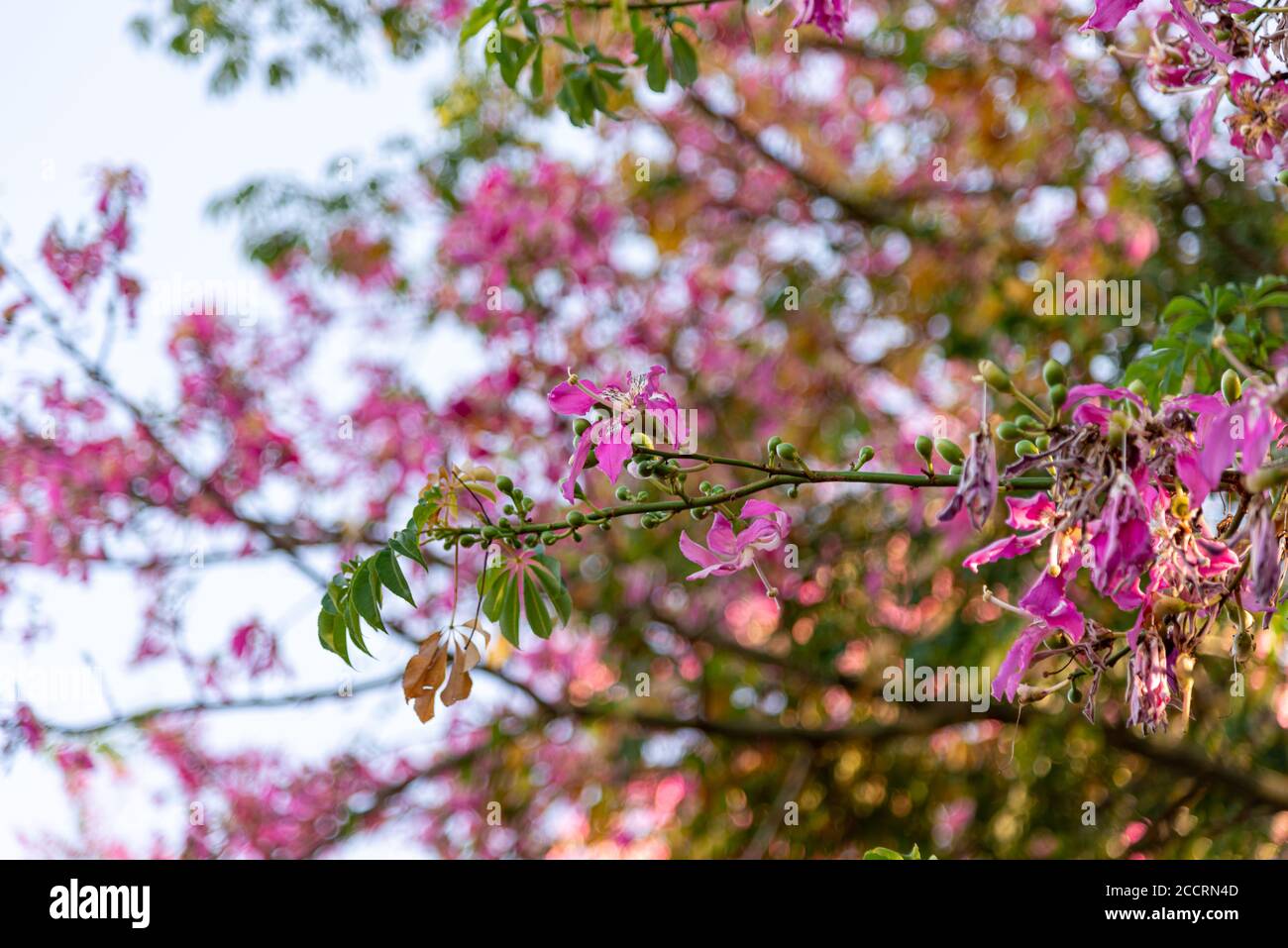 Chorisia speciosa fleurs. Arbre à feuilles caduques qui atteint 30 m de hauteur, avec tronc droit et cylindrique, gris verdâtre, avec épaississement près du Th Banque D'Images