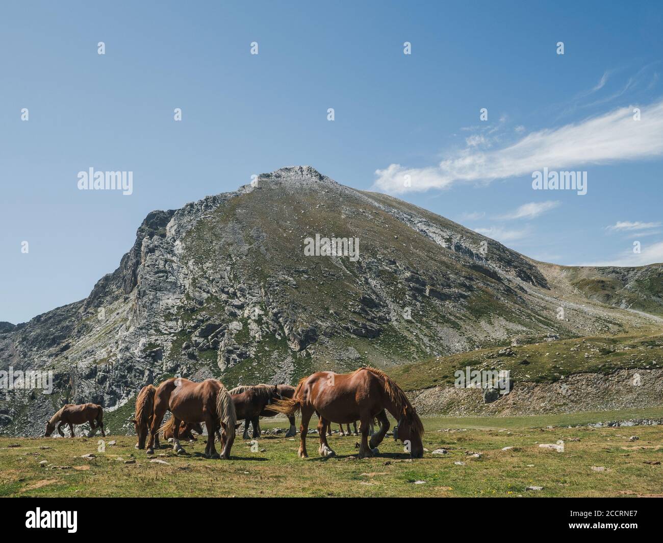 Troupeau de chevaux qui paissent dans les montagnes Banque D'Images