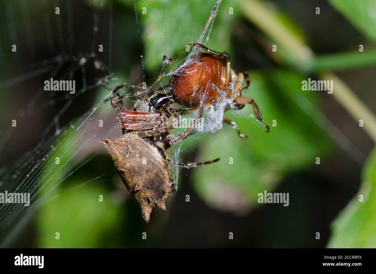 Starbellied Orbweaver, Acanthepeira sp., enveloppant et capturant le scarabée, famille des Scarabaeidae, proie Banque D'Images