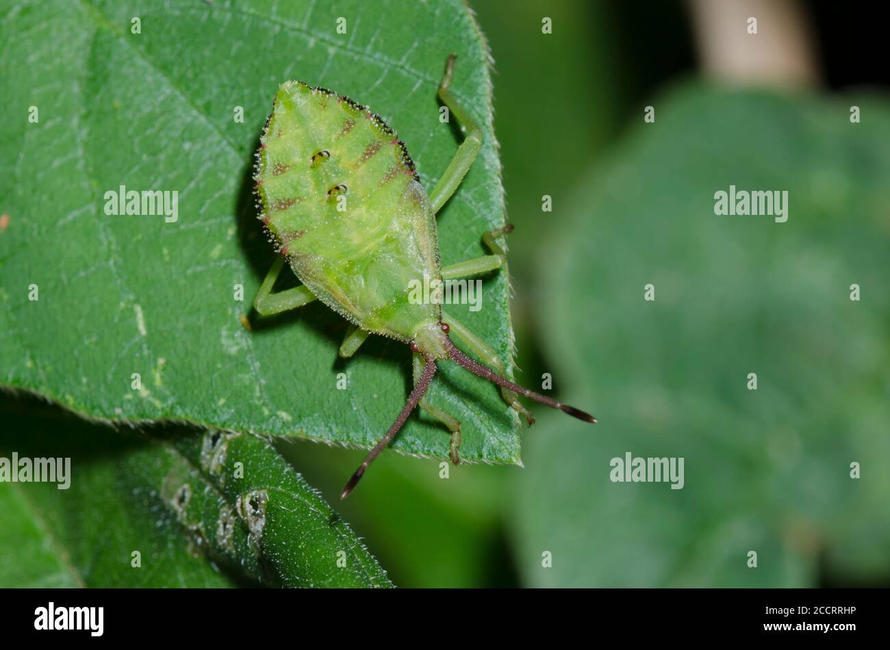 Insecte à pieds feuilles, Piezogaster sp., nymph Banque D'Images