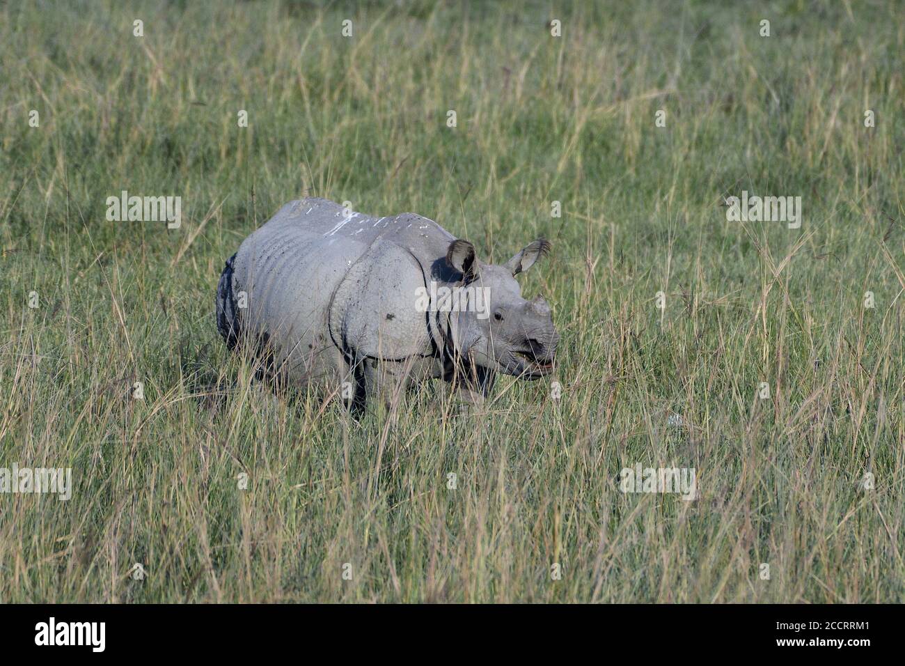 Plus un rhinocéros à cornes broute dans le champ Banque D'Images