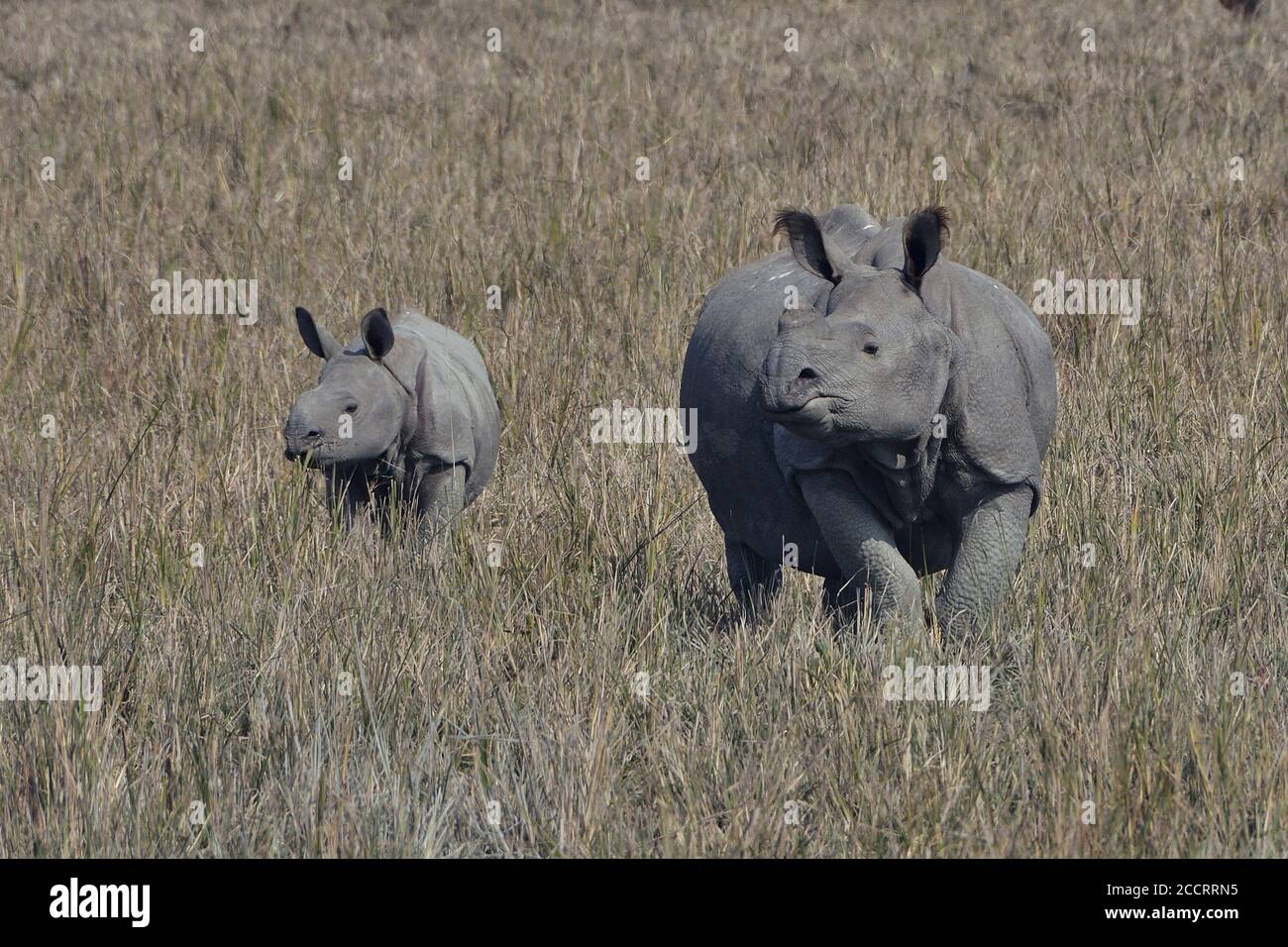Plus grand un Horned Rhino avec son Calf Banque D'Images