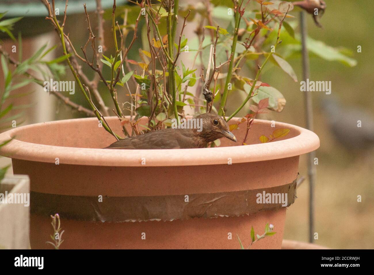 Une femelle, un oiseau noir, piquant hors d'un pot de plantes. Turdus merula. Banque D'Images