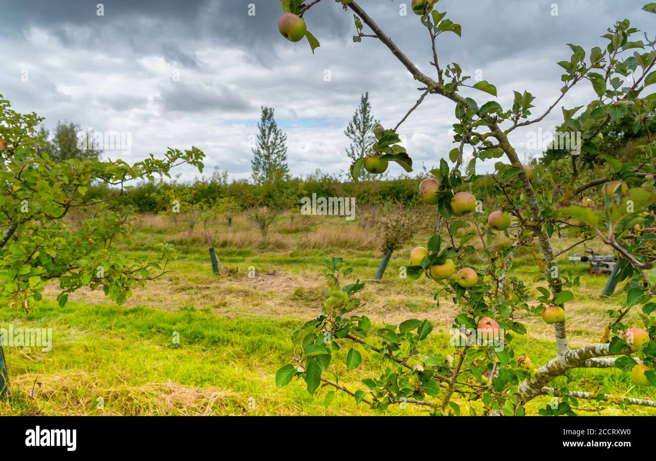 Pommes arbres et pommes dans un vieux abandonné et désutilisé orchard qui commence à devenir surcultivé Banque D'Images