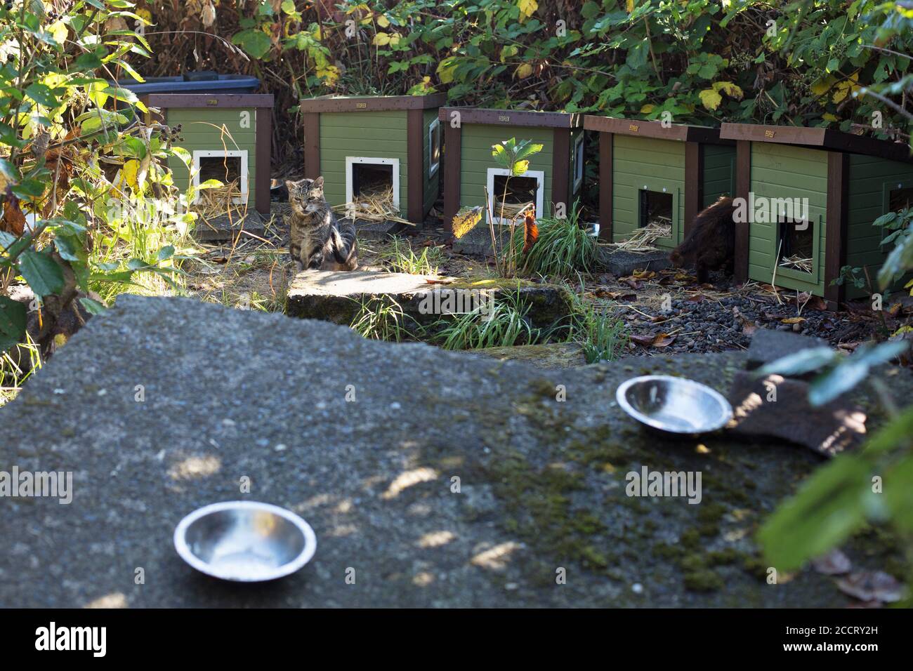 Une colonie férale de chats, dont la tendance est une organisation locale à but non lucratif, à Astoria, Oregon, États-Unis. Banque D'Images