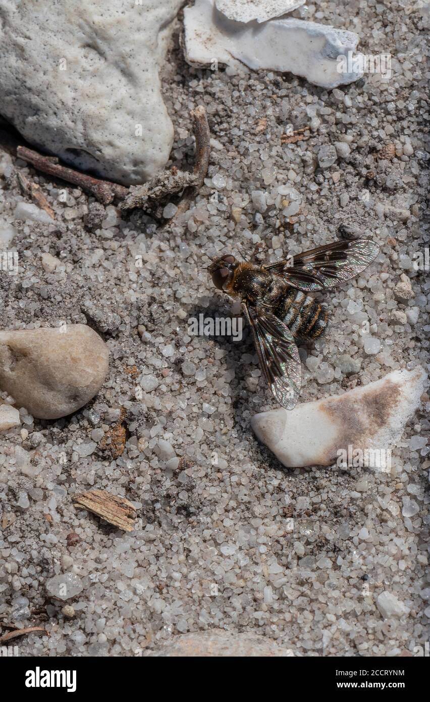 Mouche à abeilles marbrée, Thyridanthrax fenestratus, se bassiant sur un sol sablonneux, landes. Parasite des guêpes de sable. Dorset. Banque D'Images