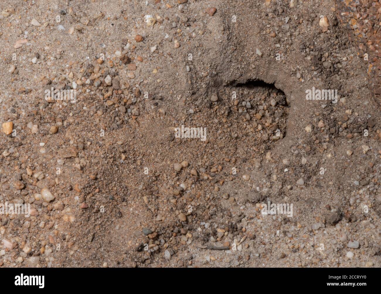 Lizard de sable, Lacerta agilis, terrier pondeux sur la lande; Purbeck, Dorset. Banque D'Images