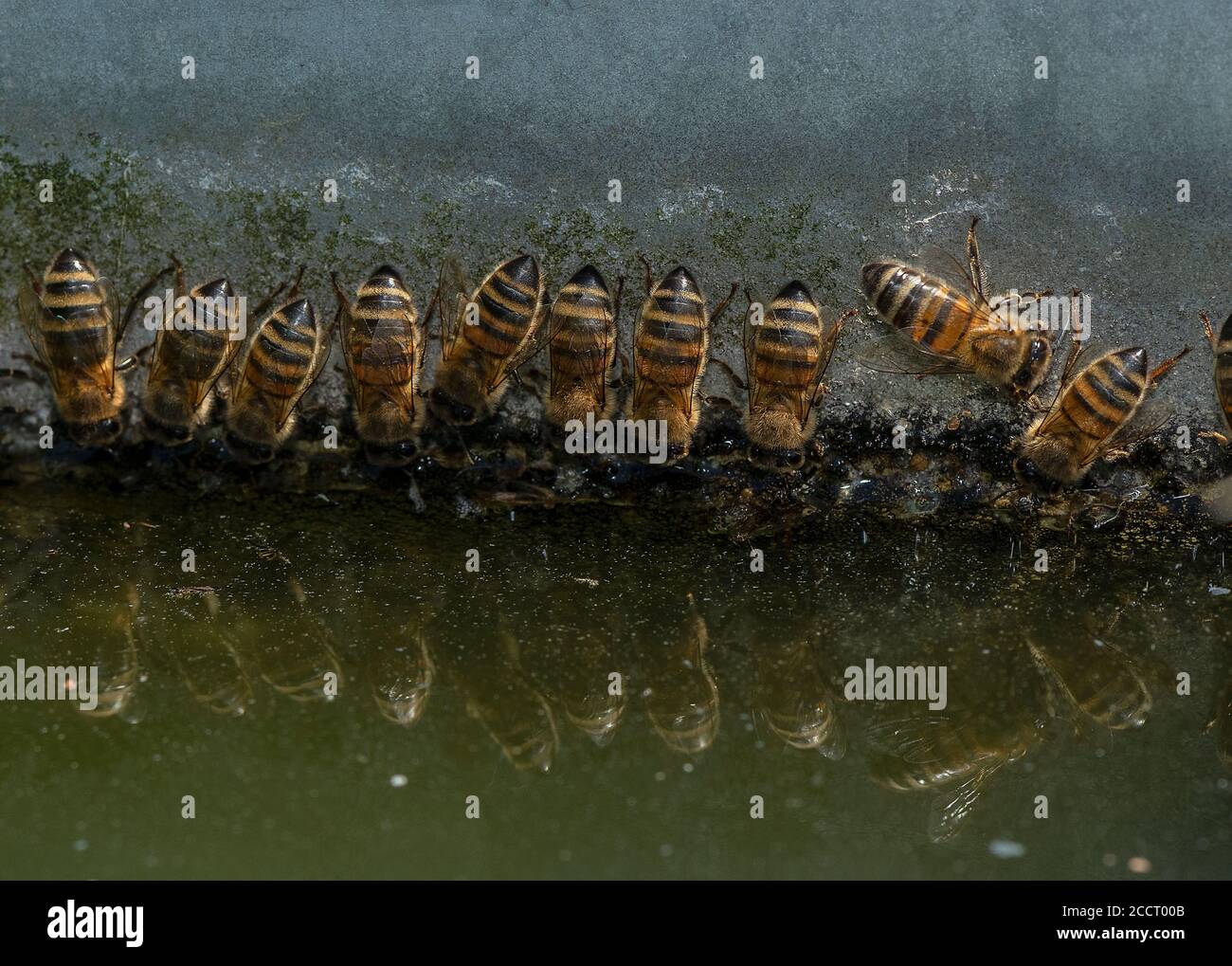 Les abeilles domestiques des travailleurs, APIs mellifera, buvant à la surface verticale au niveau de la cuvette d'eau. Hampshire. Banque D'Images