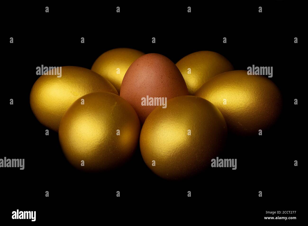 Vue rapprochée sur le poulet aux œufs frais entouré d'œufs d'or sur fond noir Banque D'Images