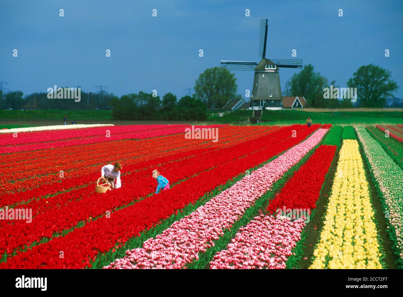 Mère et fille dans le champ de tulipes rouges en Hollande avec moulin Banque D'Images