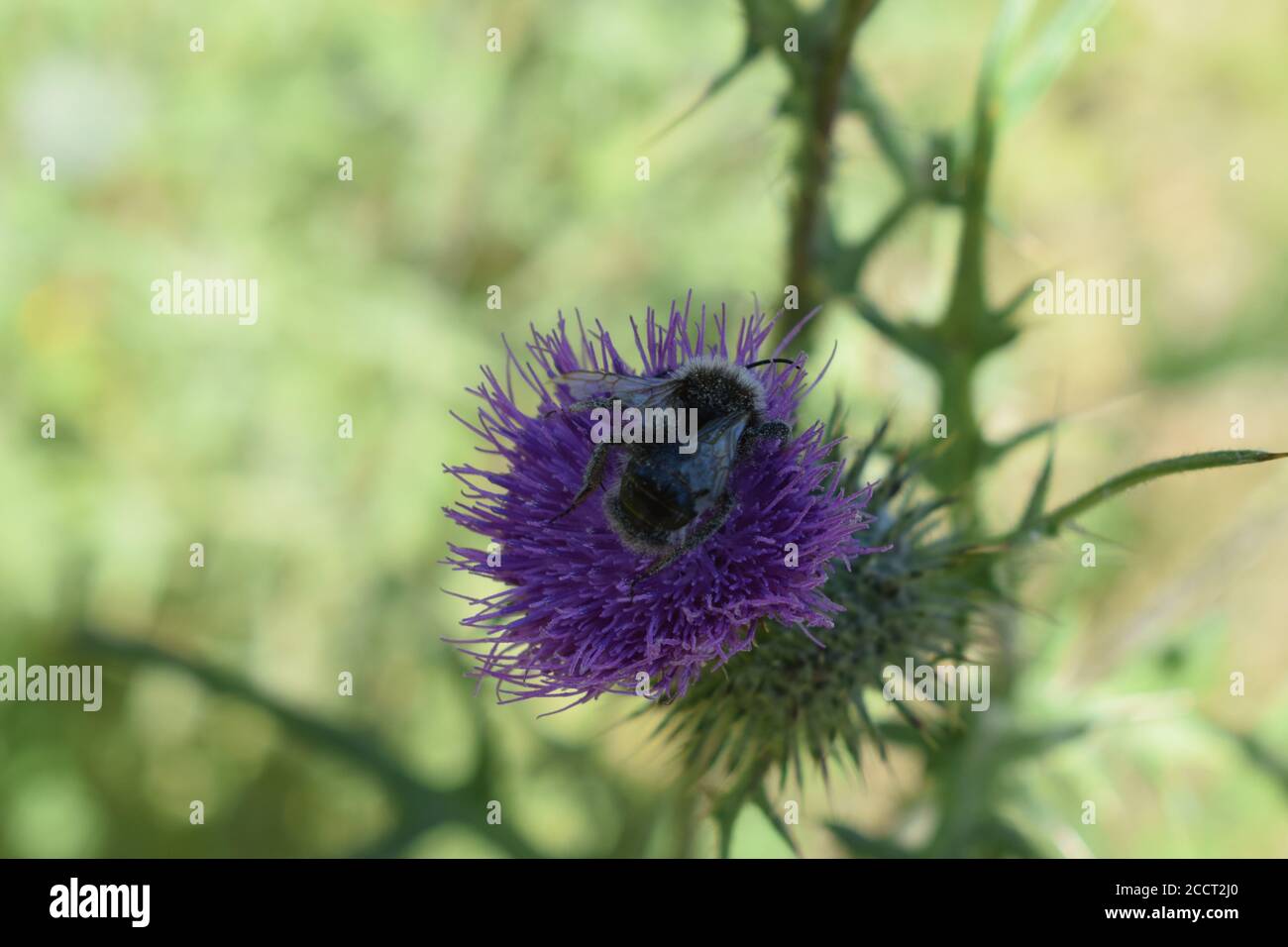 bourdon sur chardon violet Banque D'Images