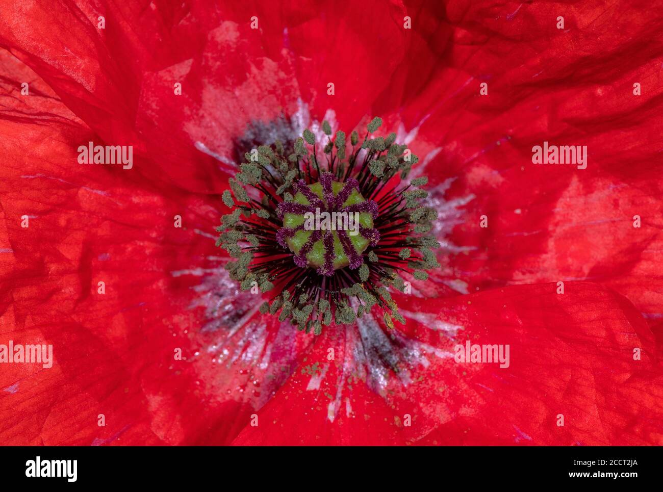 Coquelicot commun, rhoeas de paver, fleur en gros plan. Banque D'Images