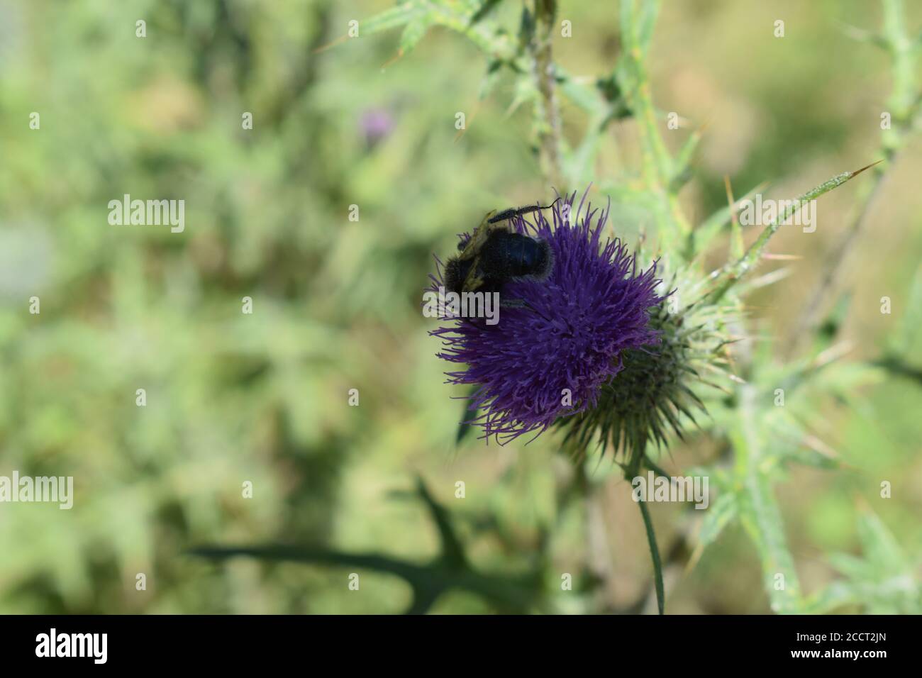 bourdon sur chardon violet Banque D'Images