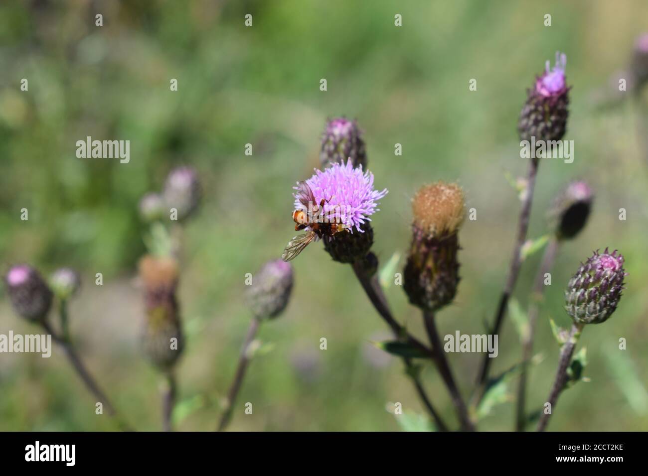 insecte étrange sur un chardon Banque D'Images