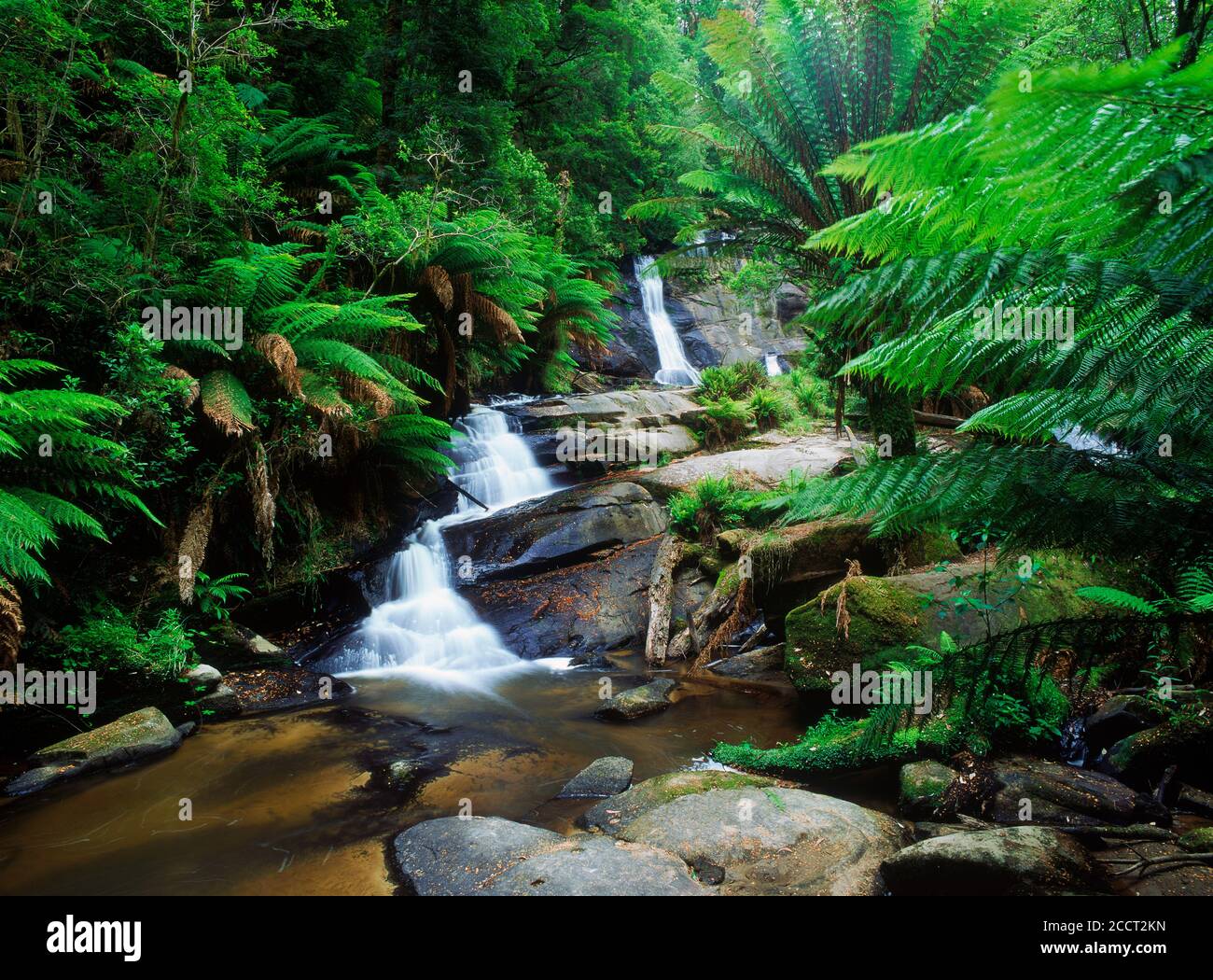 Ruisseau libre sauvage tombant au-dessus des rochers serpentant à travers les forêts tropicales du monde. Générique Banque D'Images