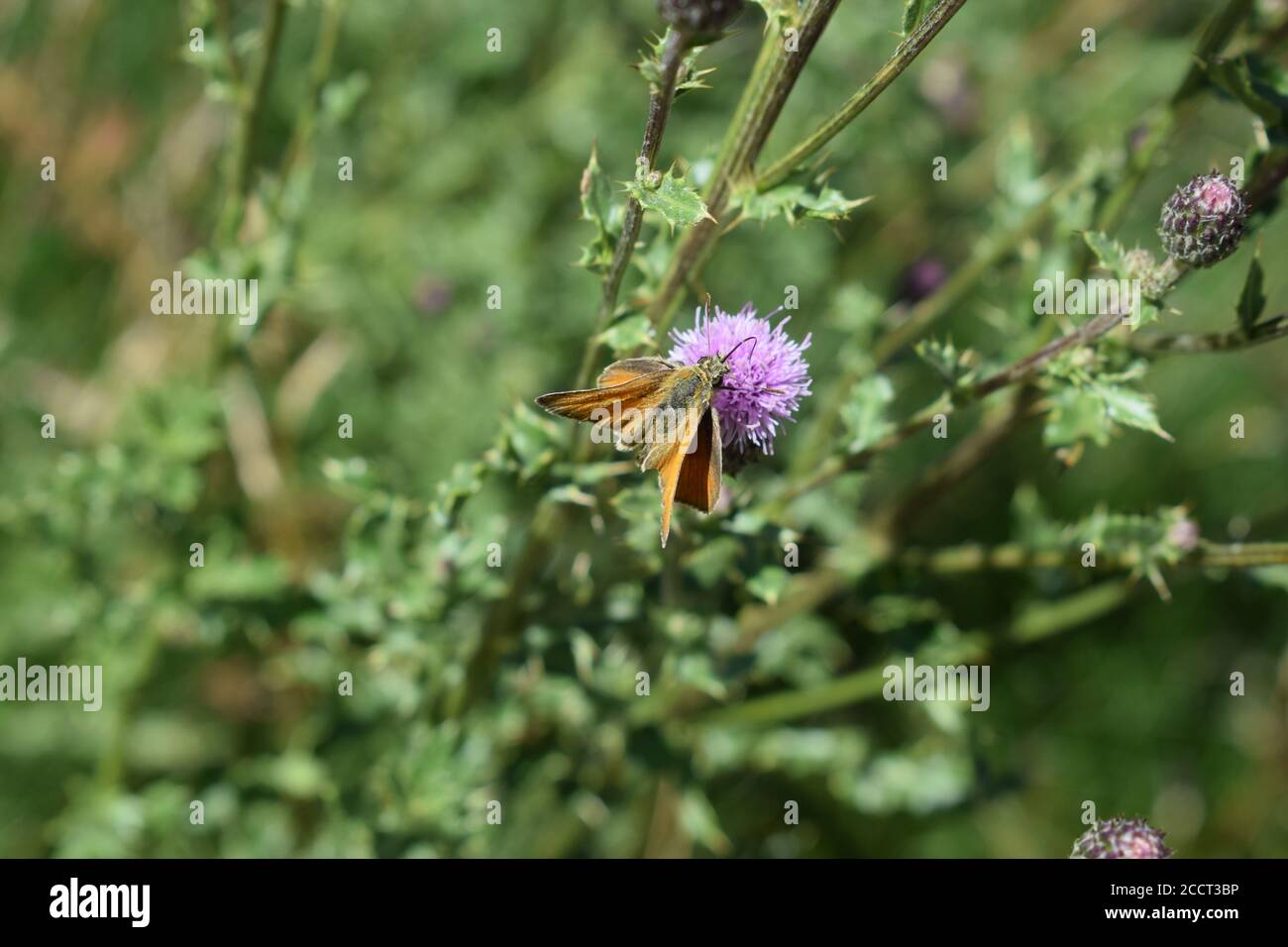 insecte étrange sur un chardon Banque D'Images