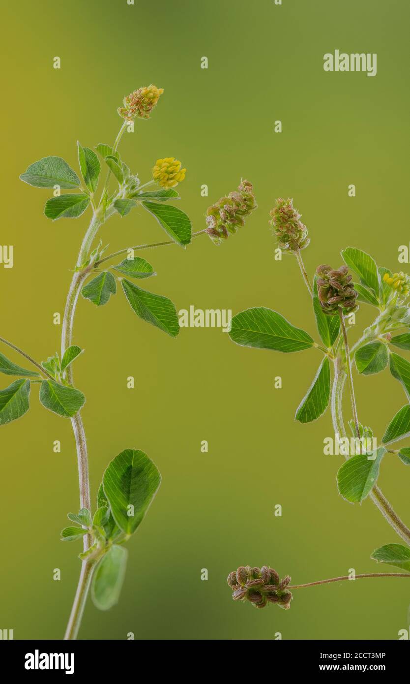 Médulina noire, Medicago lupulina, en fleurs et en fruits. Plante commune de mauvaises herbes et de prairies. Banque D'Images