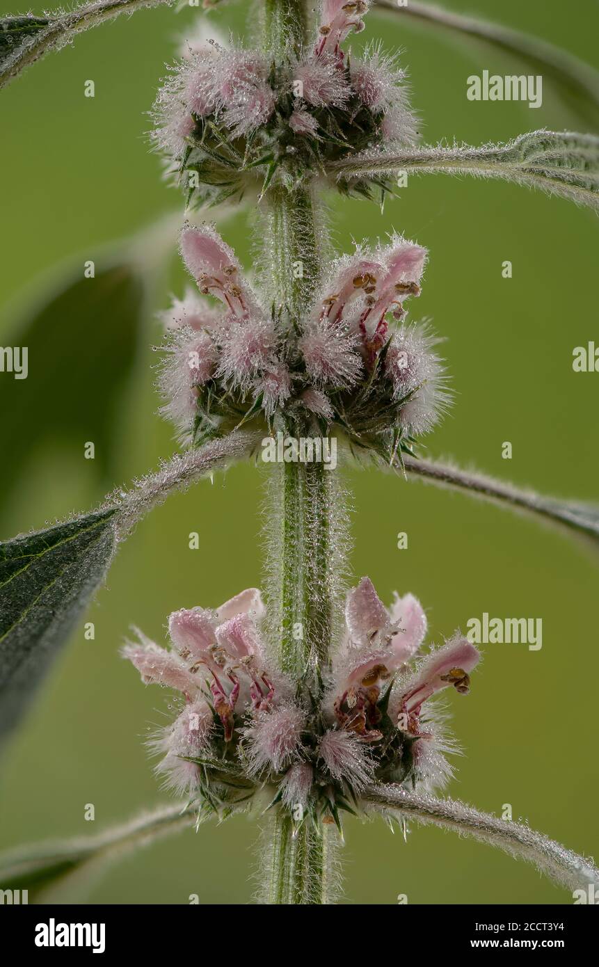 Motherwort, Leonurus cardiaca, en fleur. Europe de l'est. Banque D'Images