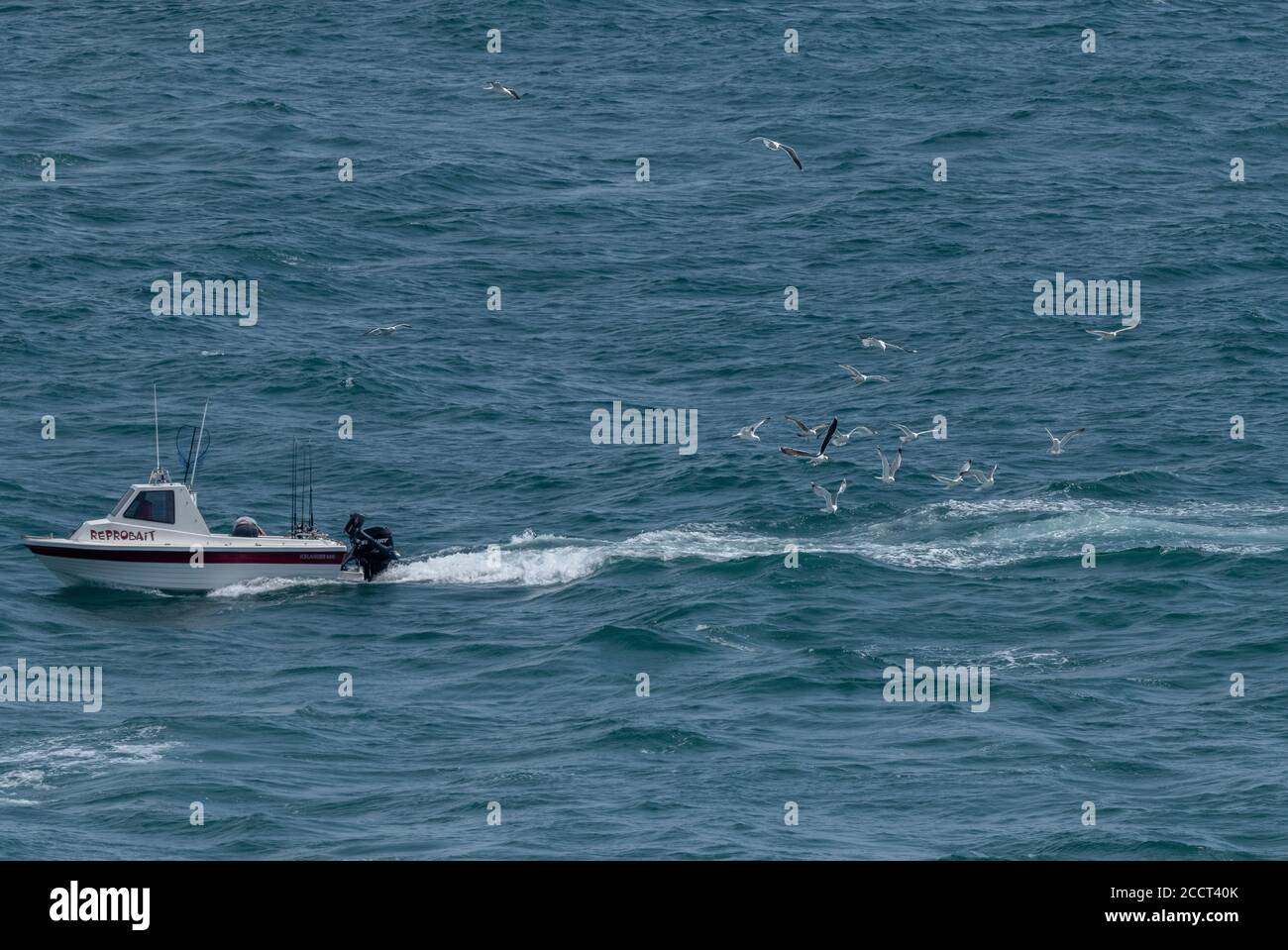 Des mouettes mixtes affluent après le bateau de pêche nésar Weymouth. Goélands argentés, goélands à dos noir, etc Banque D'Images
