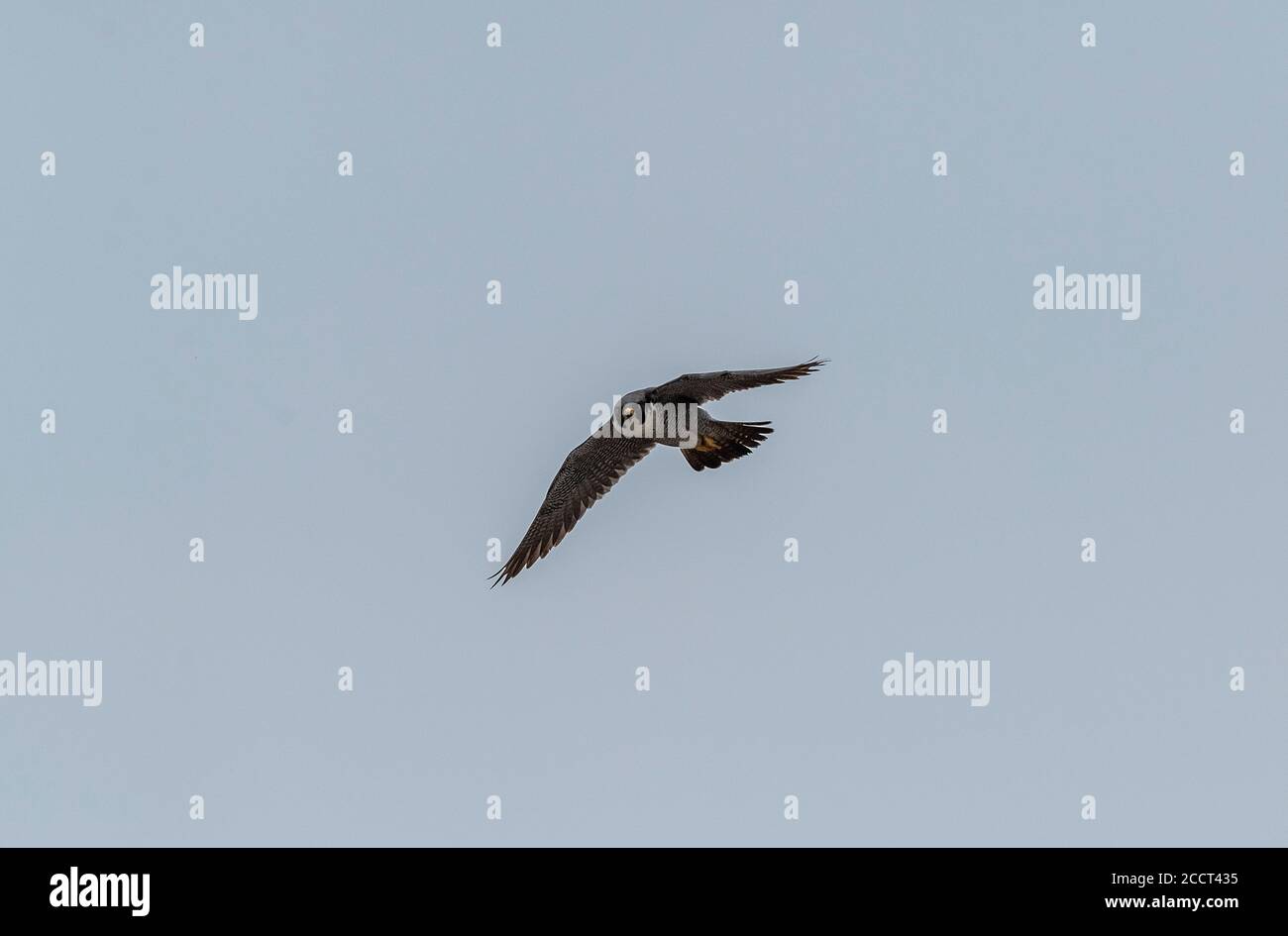 faucon pèlerin, Falco peregrinus, en vol près du site de nidification de Dorset. Banque D'Images