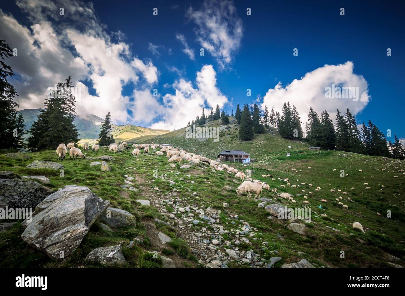 Fagaras, Roumanie. Troupeau de chèvres et de moutons à un pli de mouton à Valachie Banque D'Images