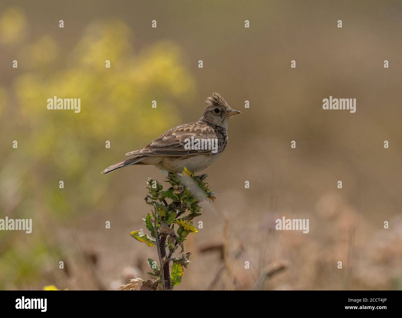 Skylark, Alauda arvensis, perchée sur l'OxTongue Brity, pendant la saison de reproduction, avec crête élevée. Banque D'Images