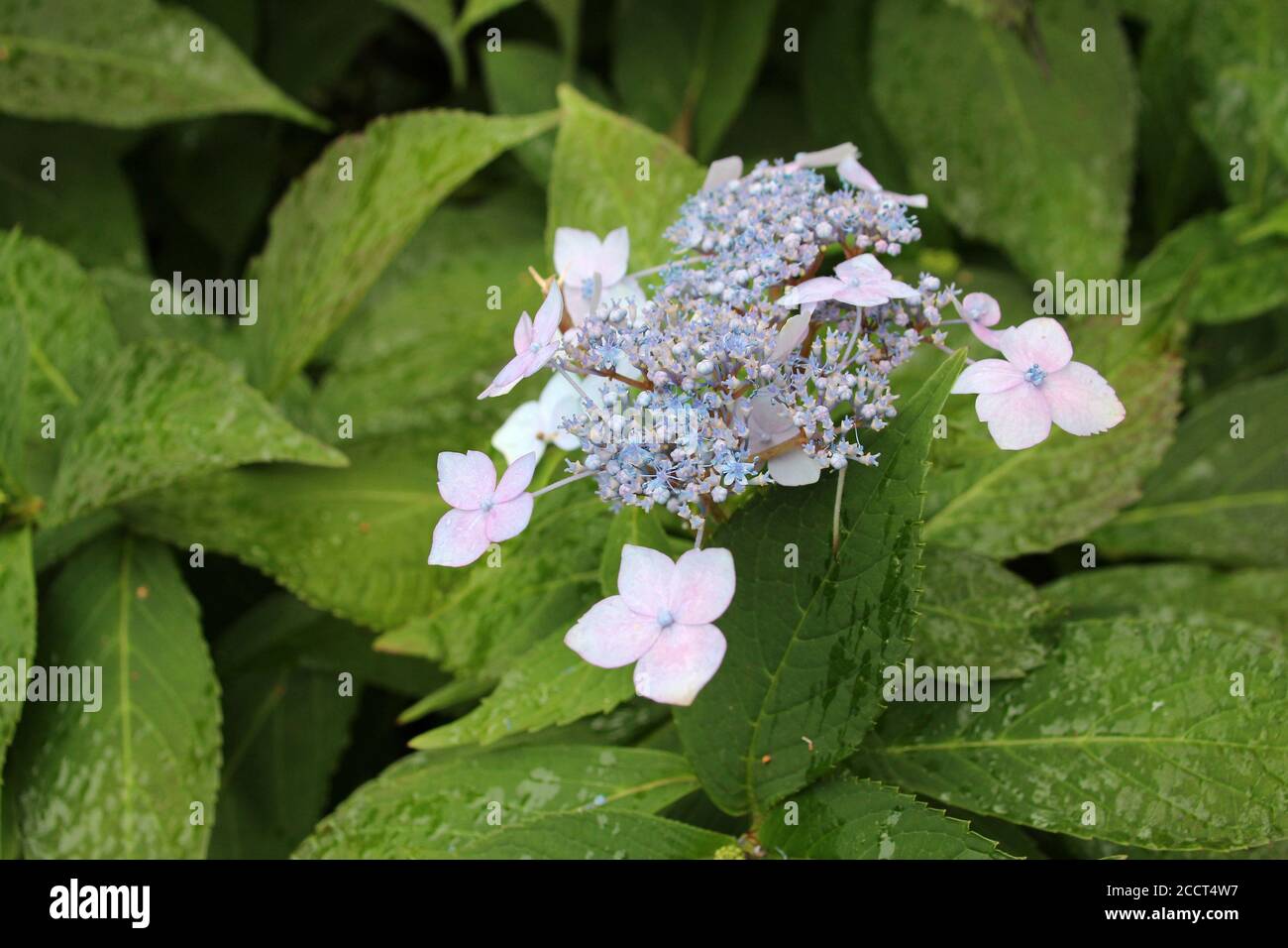 hortensia en fleurs (?) dans un jardin japonais à maulevrier en touraine  (france Photo Stock - Alamy