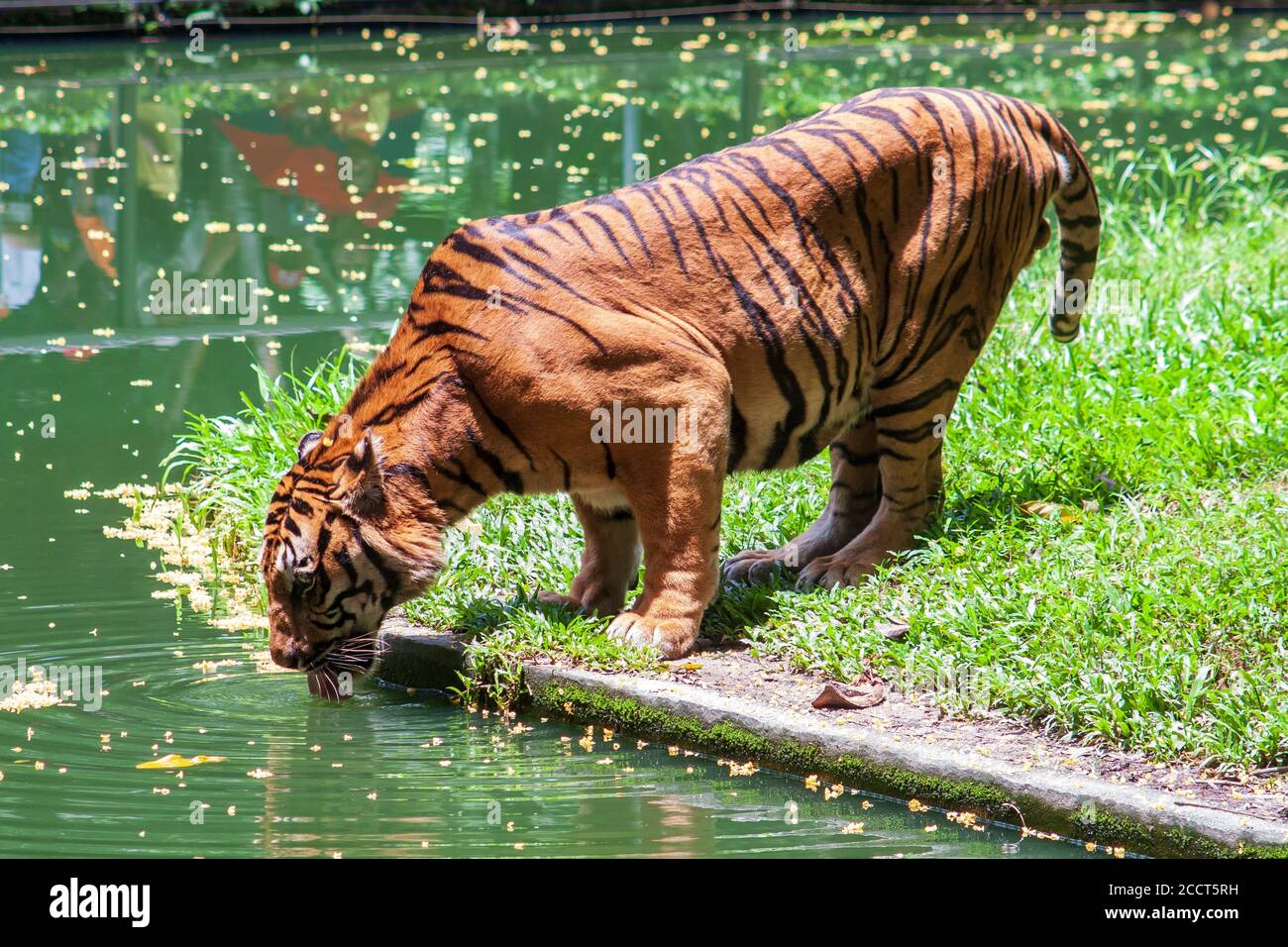 tigre de l'eau potable d'une rivière Banque D'Images