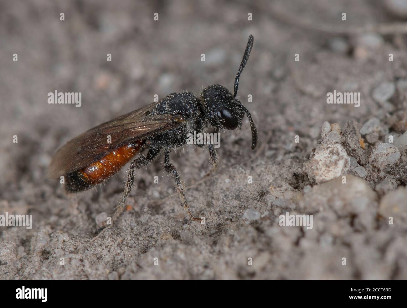 Femelle abeille à ailes foncées, Sphecodes gibbus (ou une espèce étroitement apparentée), kleptoparasite sur l'espèce Halictus. Le pays de la lande de Purbeck. Banque D'Images