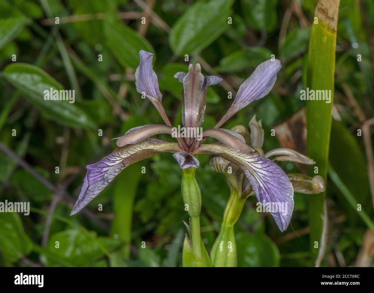 Iris sticing, Iris foetidissima, en fleur dans les bois calcaires, printemps. Banque D'Images