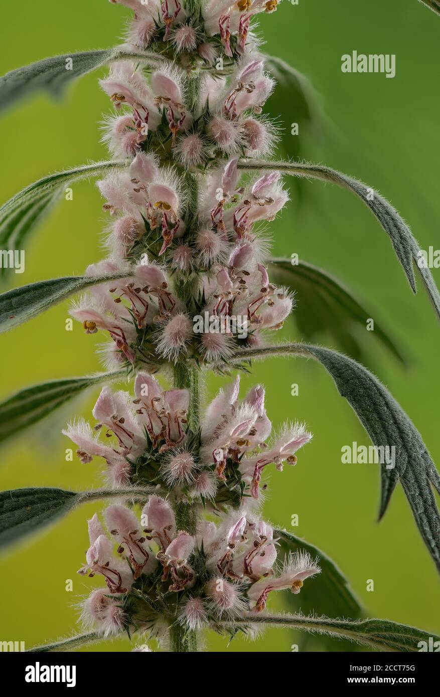 Motherwort, Leonurus cardiaca, en fleur. Europe de l'est. Banque D'Images