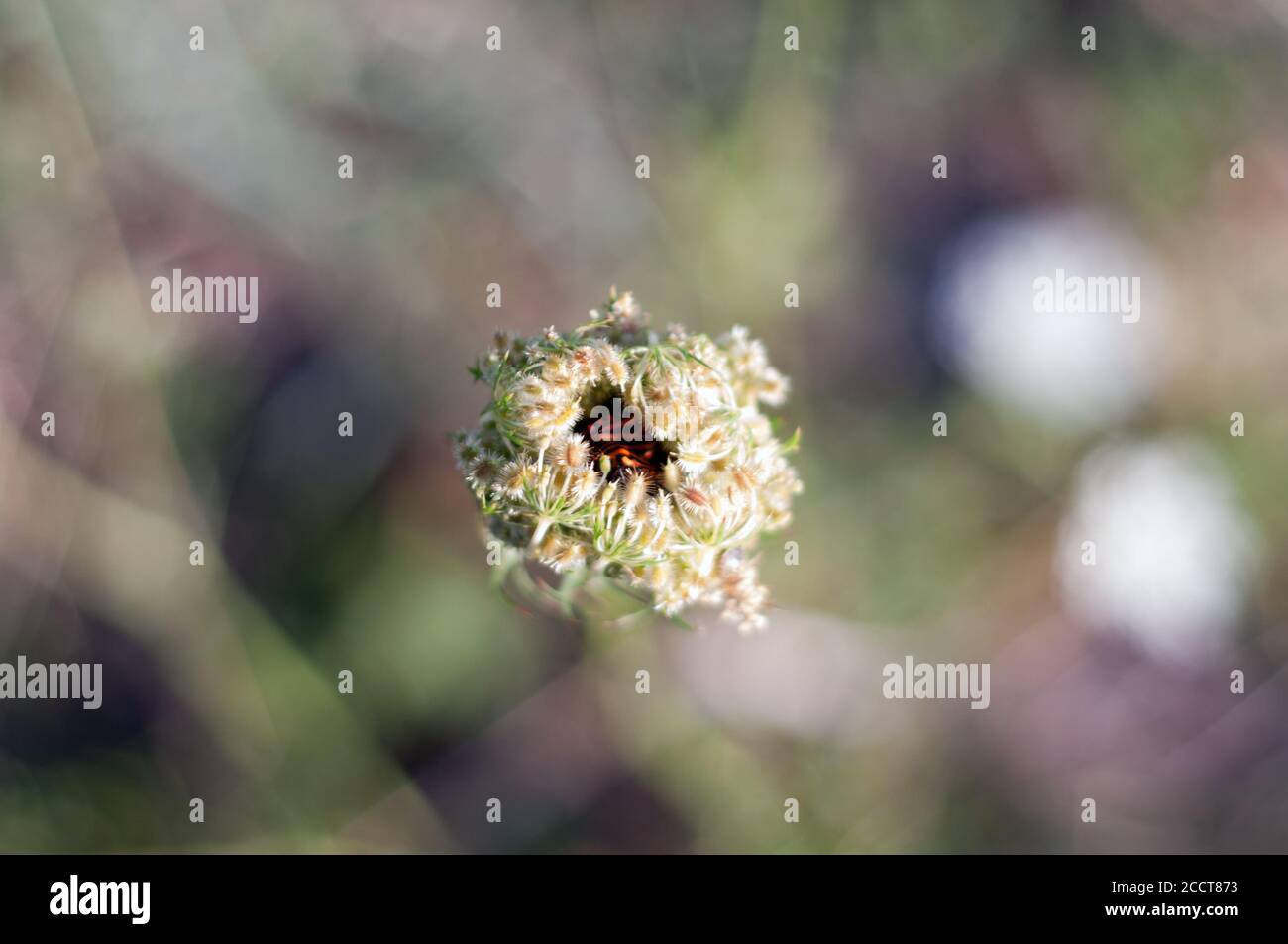 insecte minsrel à l'intérieur d'une fleur sauvage Banque D'Images