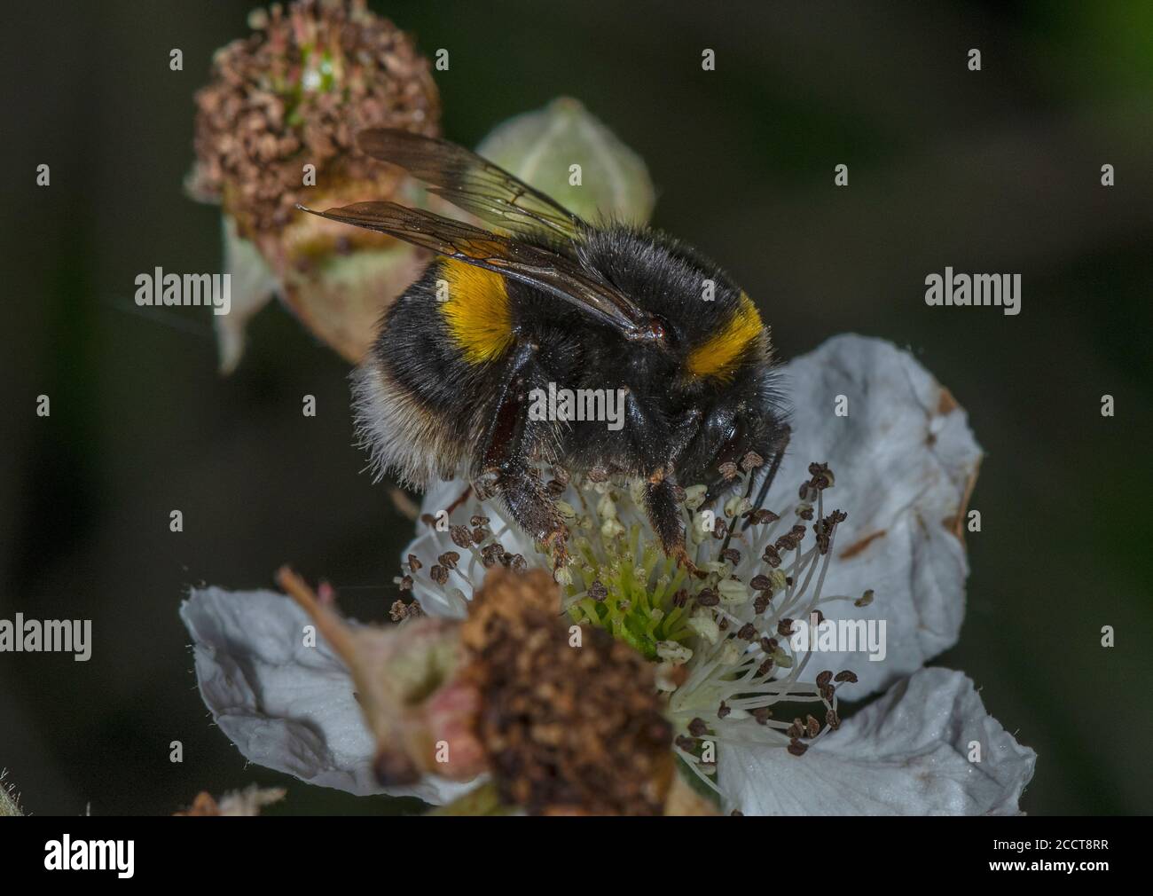 Bumblebee à queue de chamois, Bombus terrestris, se nourrissant de fleur de mûre. Banque D'Images