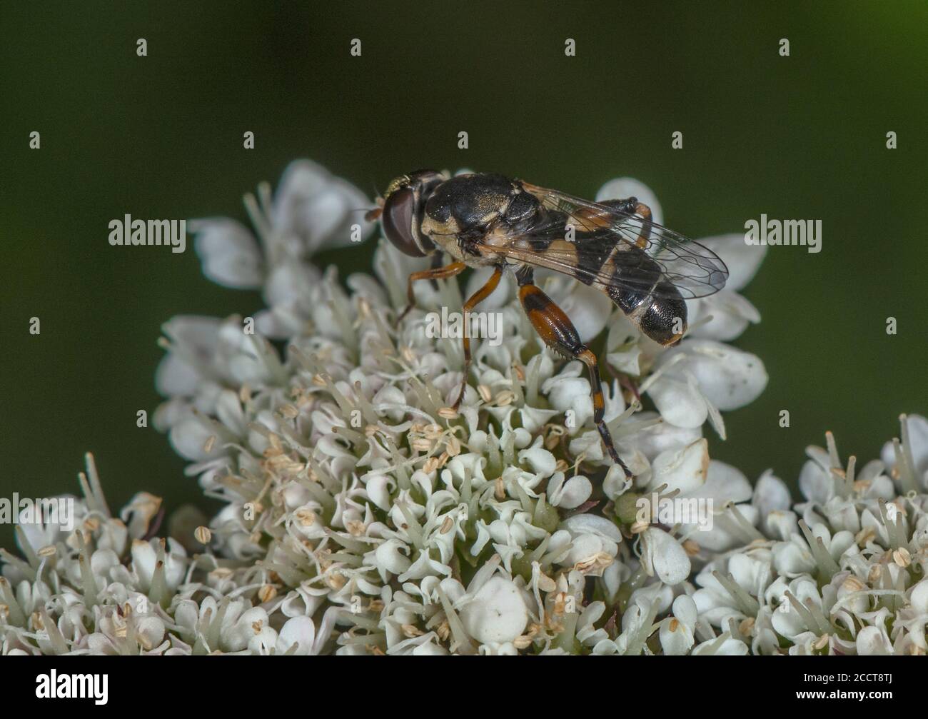 Un aéroglisseur à pattes épaisses, Syritta pipipipiens, qui se nourrit de l'ombellifer. Banque D'Images