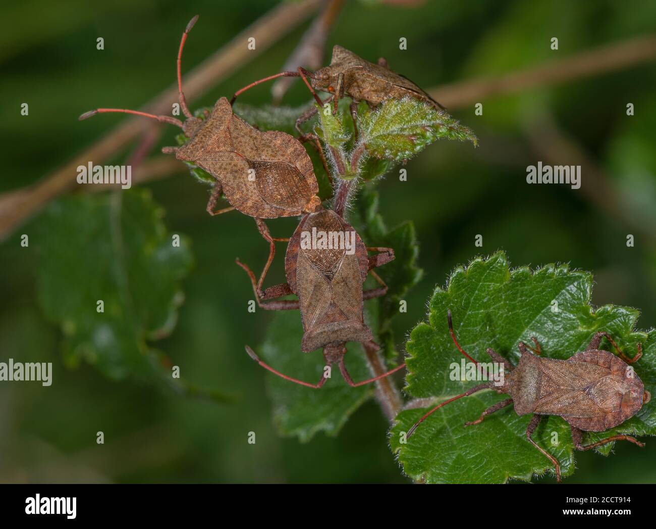 Groupe de Bugs de quai, Coreus marginatus, sous le soleil du début de l'été. Banque D'Images