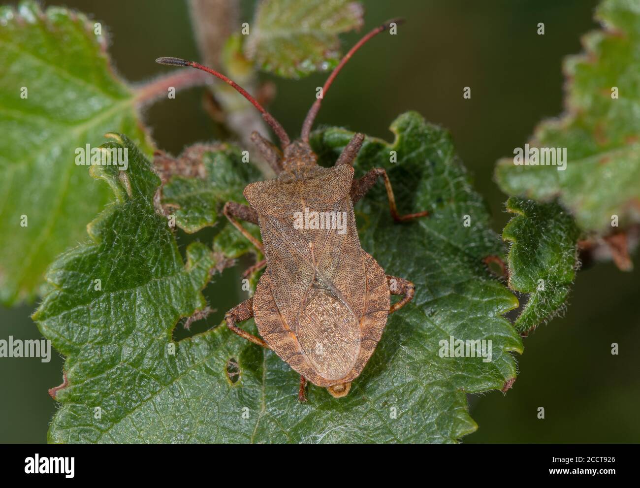 Punaise, Coreus marginatus, perchée sur la feuille. Dorset. Banque D'Images