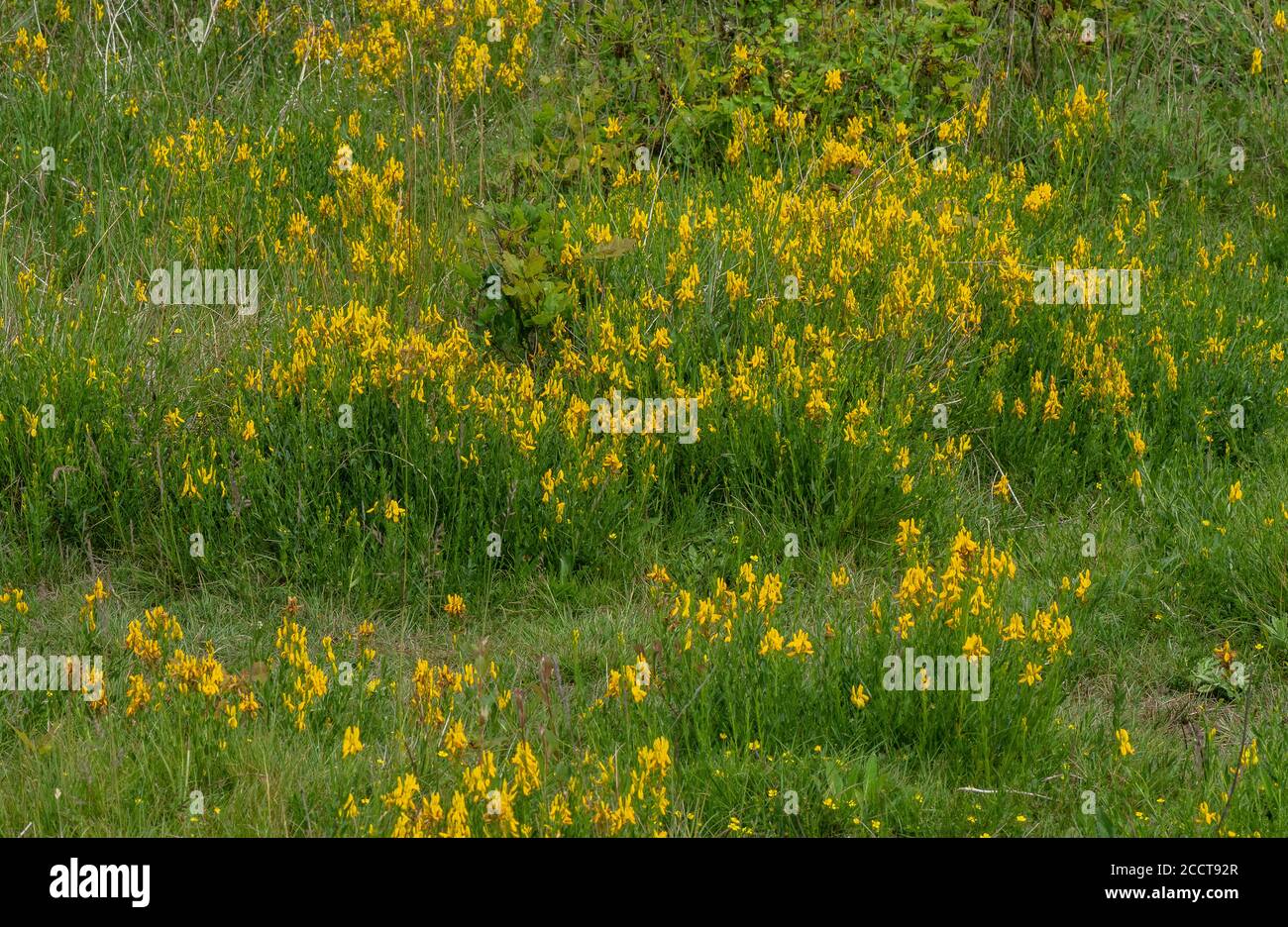 Marais dense de l'herbe verte de Dyer, Genista tinctoria, en fleur sur argile, Gorse d'Alner, Dorset. Banque D'Images