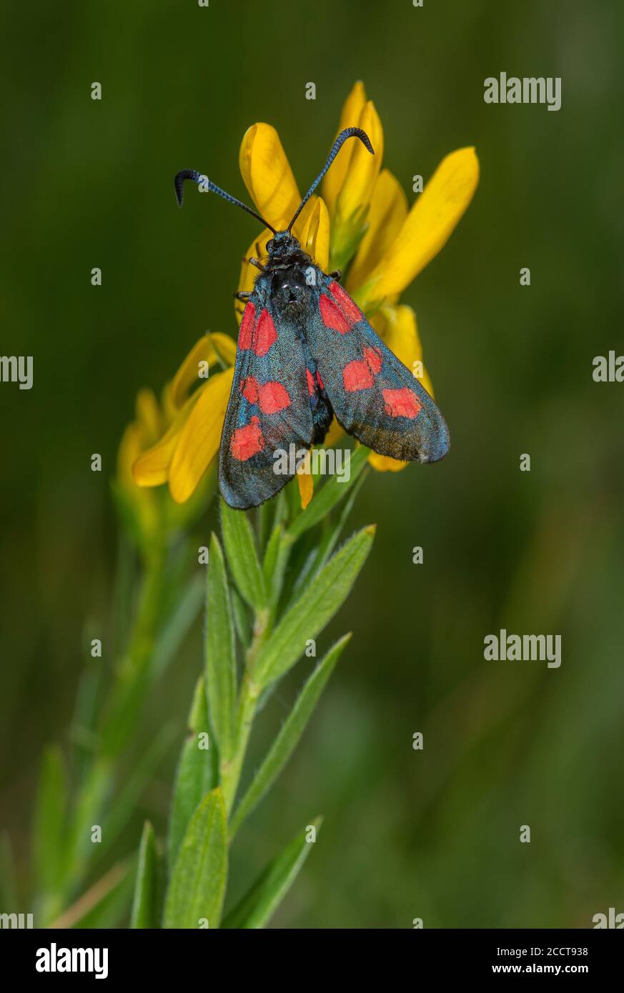 Burnett à cinq taches, Zygaena trifolii, papillon perchée sur l'herbe à poux de Dyer, Genista tinctoria. Alner's Gorse, Dorset. Banque D'Images