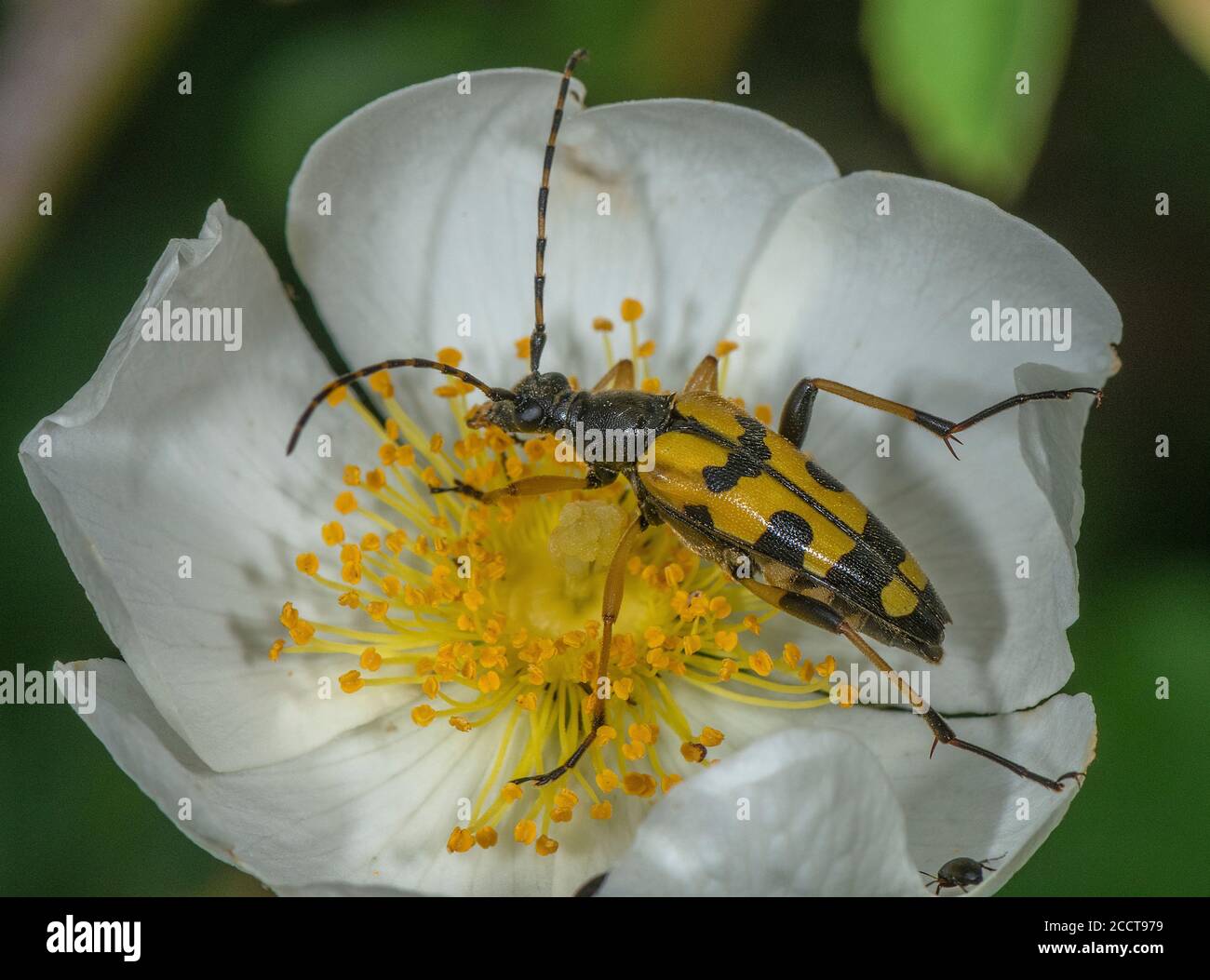 Longhorn noir et jaune, Rutpela maculata, se nourrissant du pollen de la fleur de la roseraie de champ. Banque D'Images