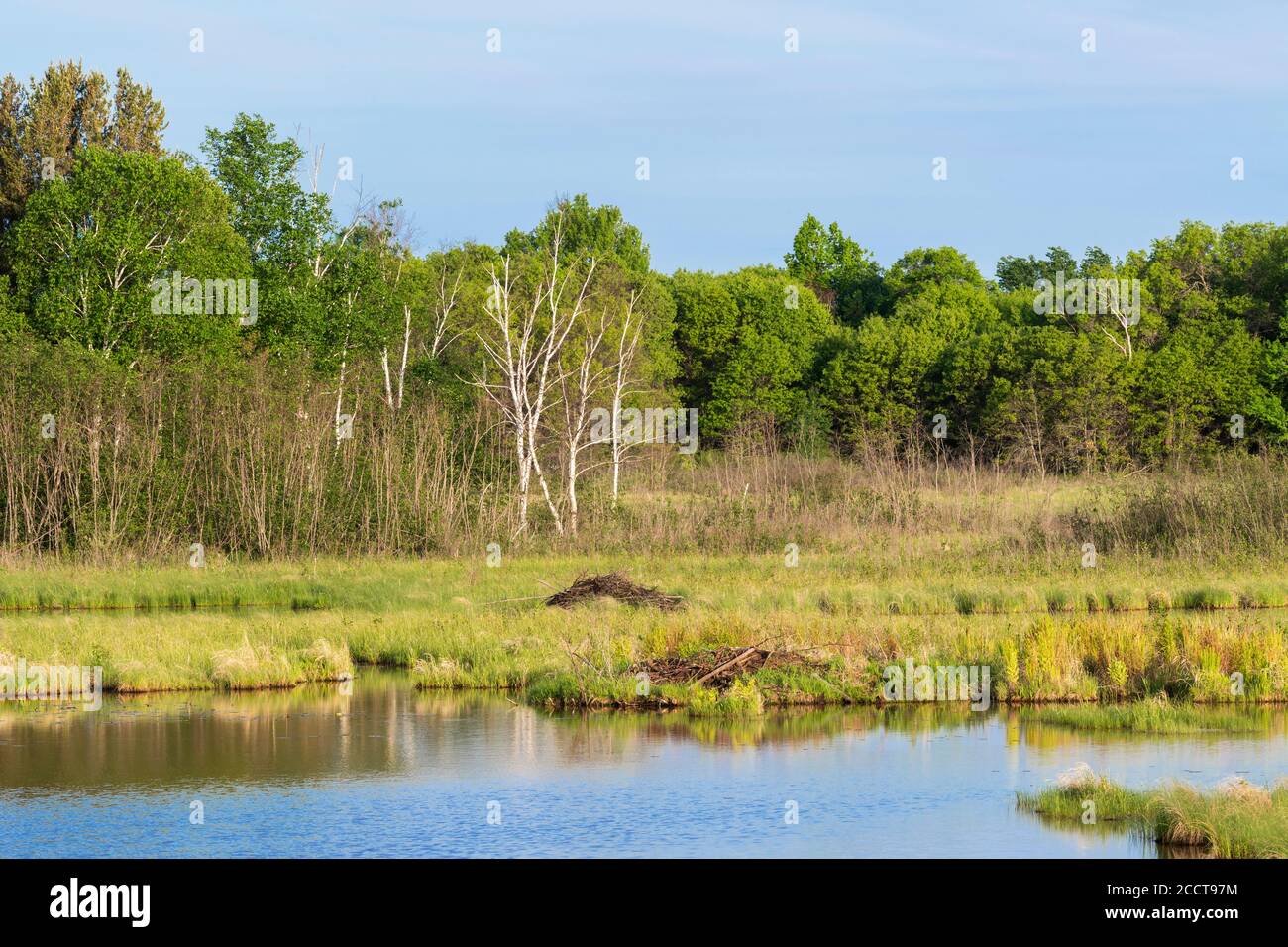 Beaver lodges (Castor canadensis), marais, Crex Meadows, WMA, WI, USA, par Dominique Braud/Dembinsky photo Assoc Banque D'Images