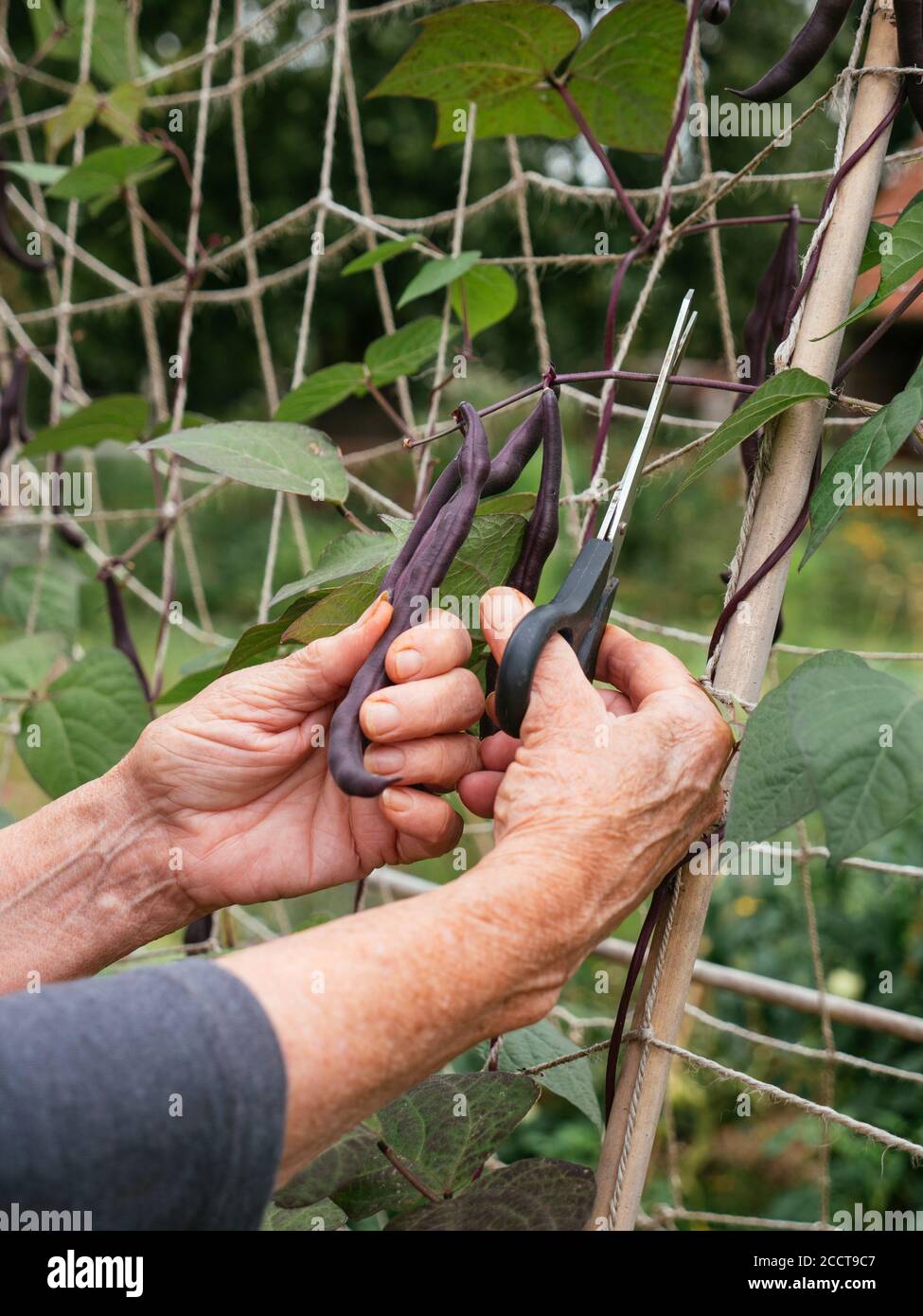 Jardinier moissonnant des haricots violets poussant sur un treillis. Banque D'Images