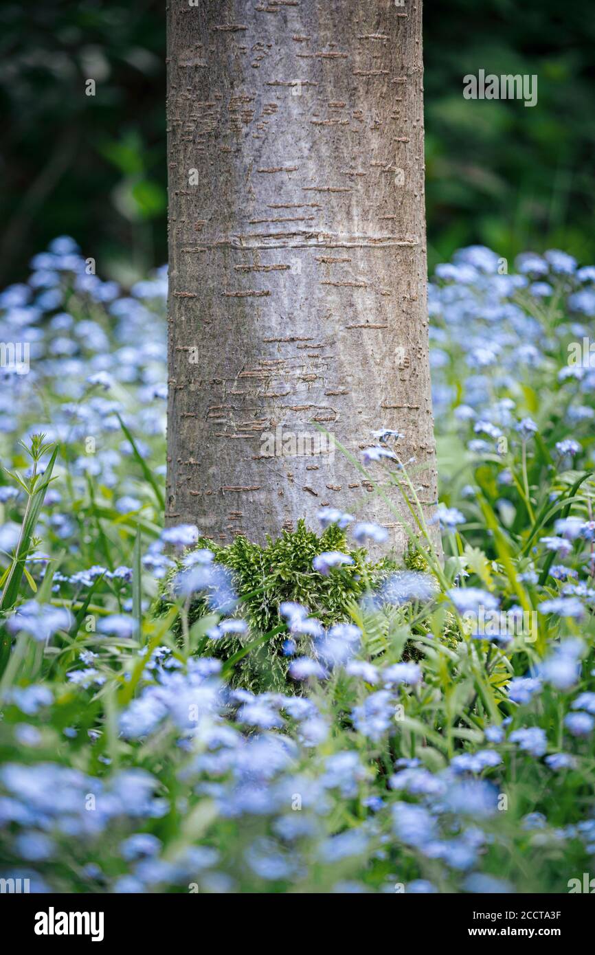 Base du tronc de cerisier avec la croissance de la mousse entourée de Feuillage et fleurs bleues Forget-Me-Not (Myosotis) Banque D'Images