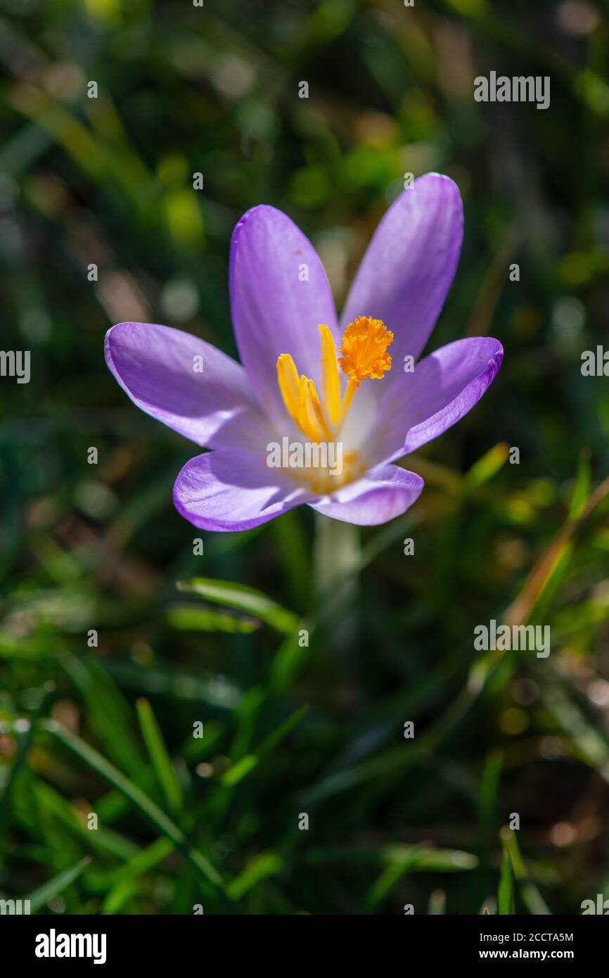 Fleur de crocus pourpre unique à la fin de l'hiver Banque D'Images